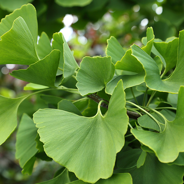 Yes, Ginkgo Biloba is Right for You!